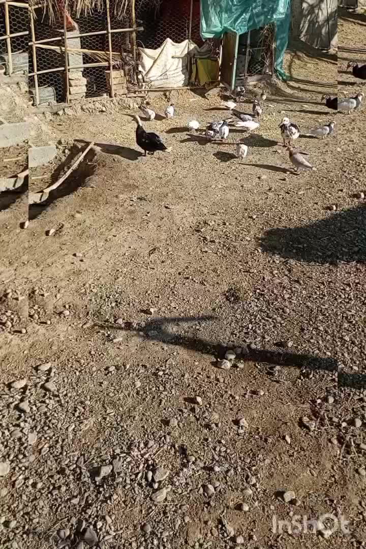 کفتر|حراج|ایرانشهر, |دیوار