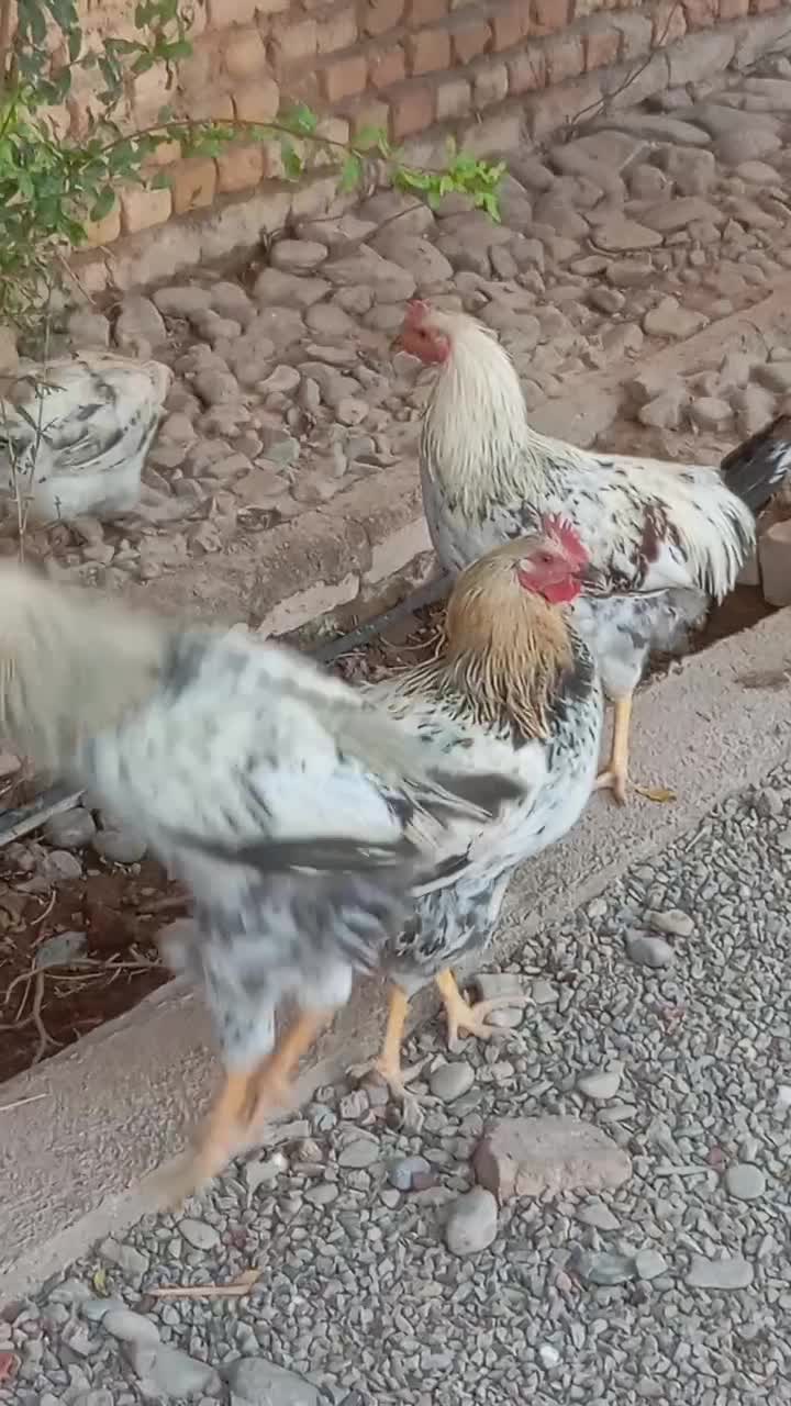 فروش مرغ و خروس رسمی ۶ماهه|حیوانات مزرعه|قرچک, پویینک|دیوار