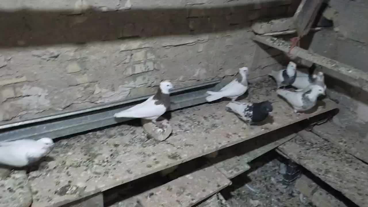 کبوترطوقی کله ای وسینه ای|پرنده|فامنین, |دیوار