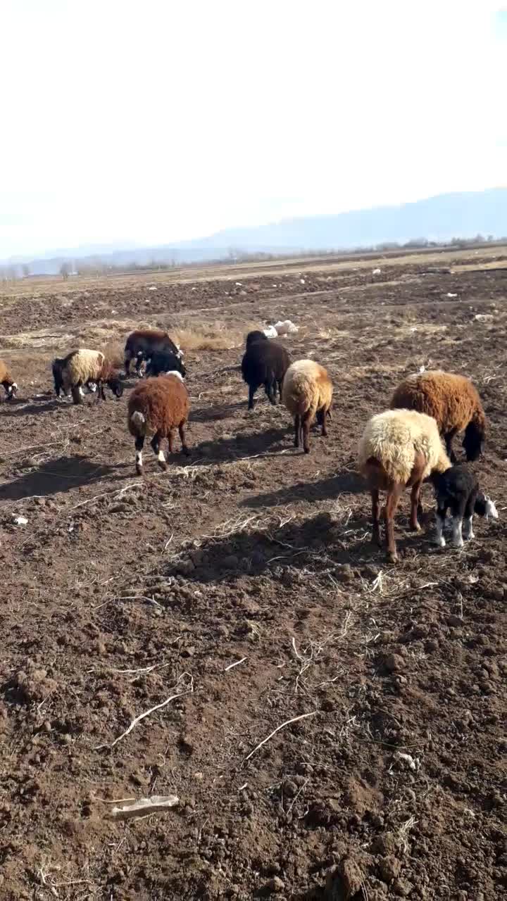 بره نر و ماده|حیوانات مزرعه|هیر, |دیوار