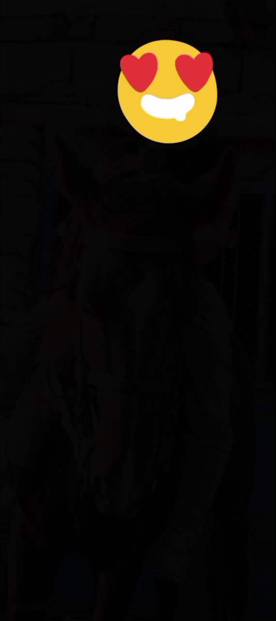 اسب یورقه|اسب و تجهیزات اسب‌سواری|سلیمان, |دیوار