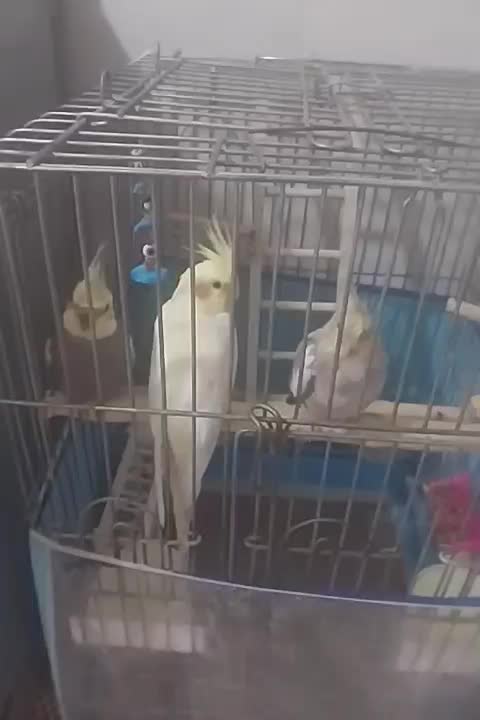 عروس هلندی|پرنده|شهریار, شهرک مصطفی خمینی|دیوار