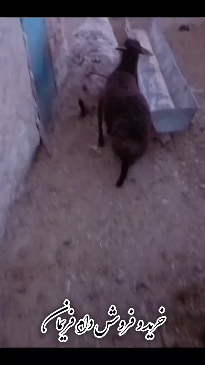 میش بره دار و میش سر سینه|حیوانات مزرعه|مشهد, شهرک ابوذر|دیوار