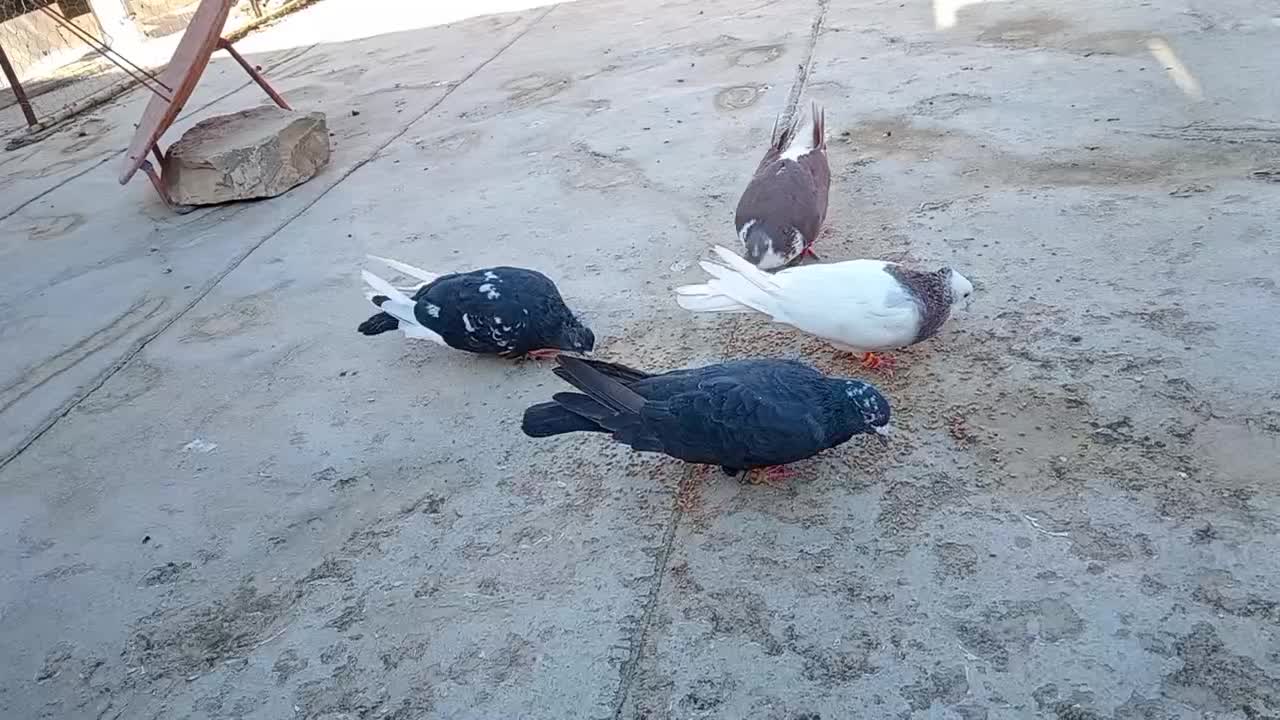 کفتررنگه|پرنده|رادکان, |دیوار