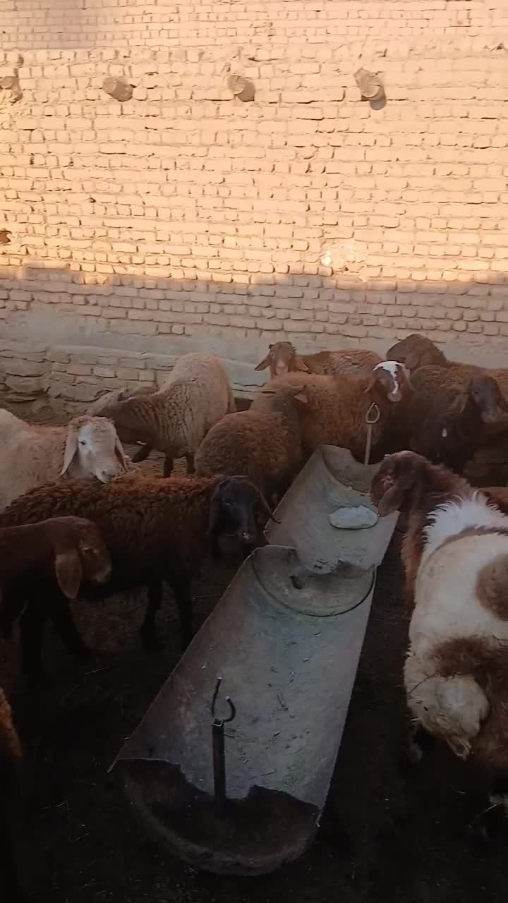 ۲۰ راس بره نر ۱۵ راس بره ماده درجه یک سرکی|عمدهفروشی|گلپایگان, |دیوار