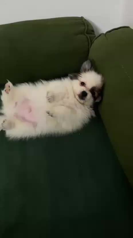 سگ پامرانین|سگ|مشهد, سعد آباد|دیوار