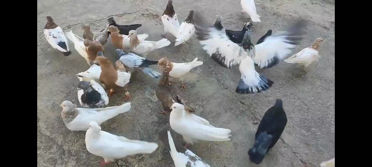 فروش تعدادی کفتر رنگی|پرنده|بروجرد, |دیوار