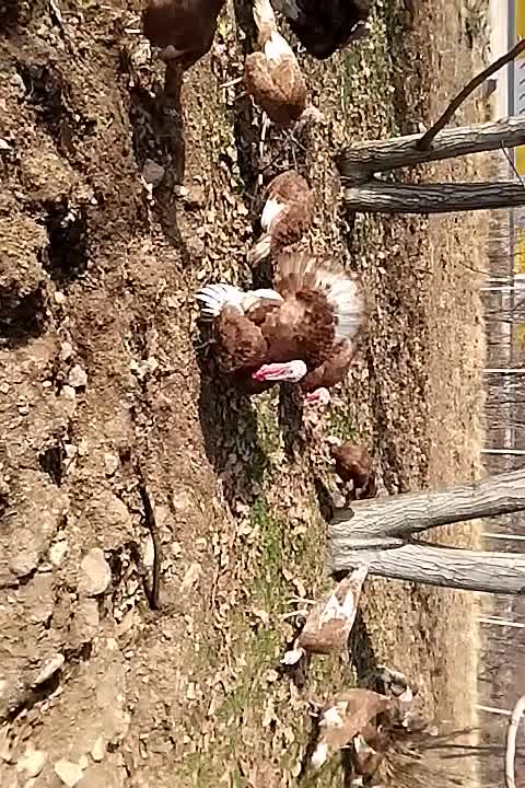 بوقلمون محلی درجه یک *|حیوانات مزرعه|صحنه, |دیوار