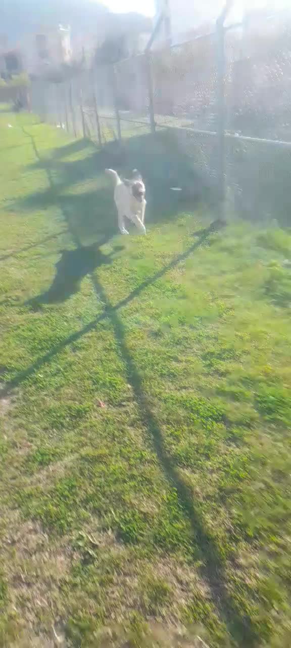 سگ کردی|سگ|علی‌آباد کتول, |دیوار