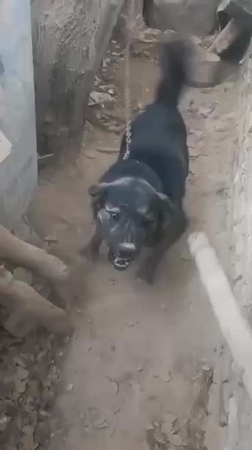 فروش سگ نگهبان|سگ|اصفهان, براآن شمالی|دیوار