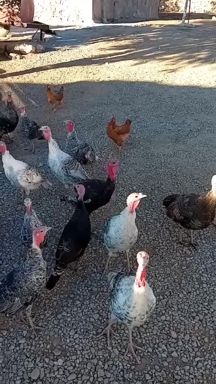 ۳۵ عدد بوقلمون|حیوانات مزرعه|نورآباد, |دیوار