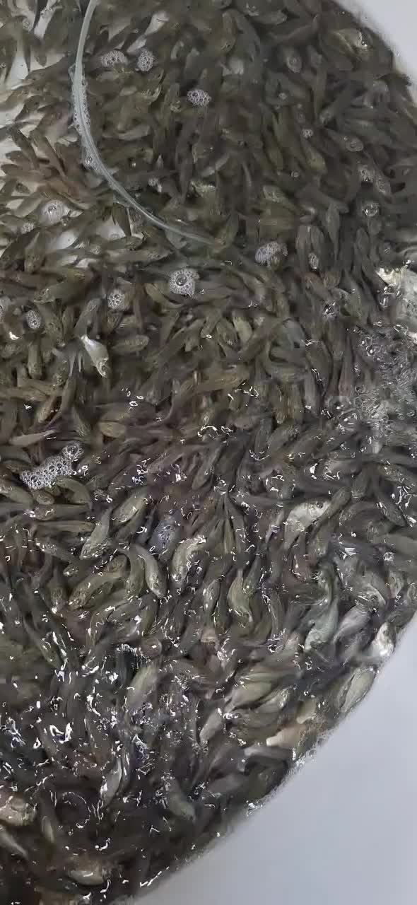 پرورش و فروش بچه ماهی کپور و امور|ماهی|اصفهان, ملاصدرا|دیوار