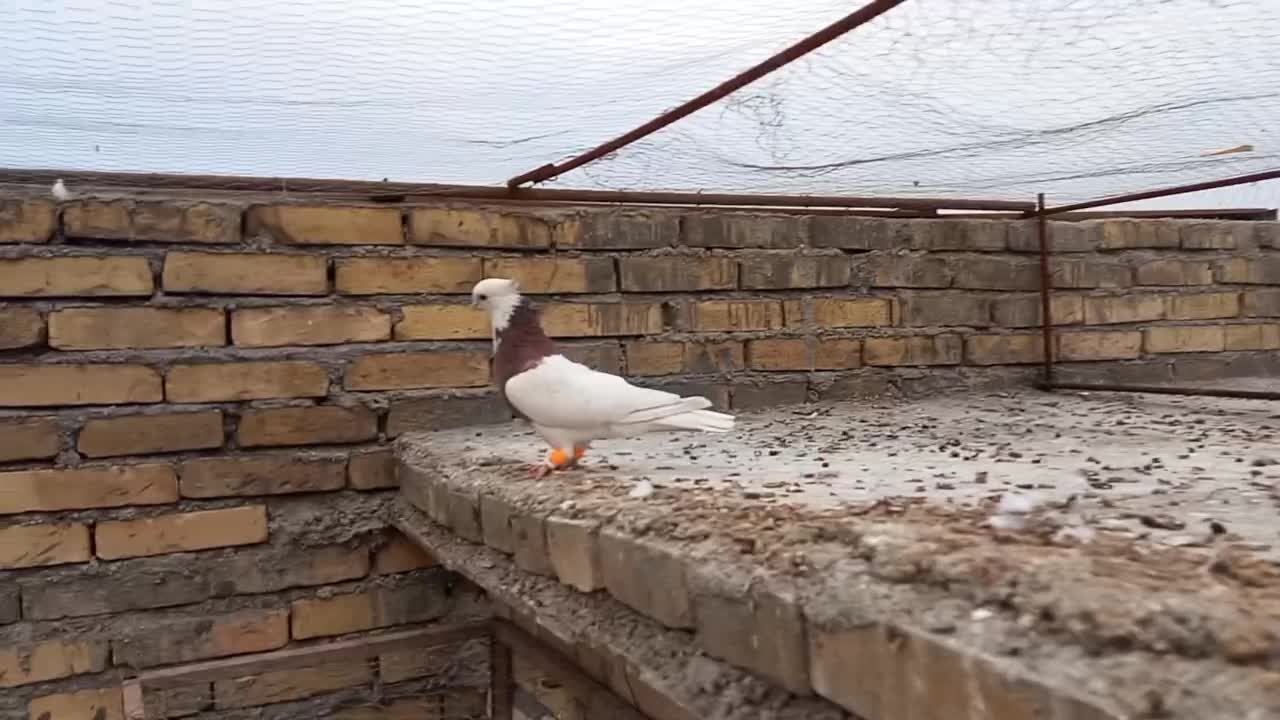 تعدادی گرفتنی شرط دور بازی پامیل|پرنده|دزفول, |دیوار