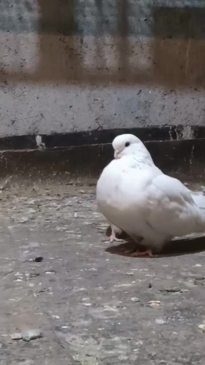 سفید تهرانی اصل جفت نرو ماده فریمان|پرنده|فریمان, |دیوار