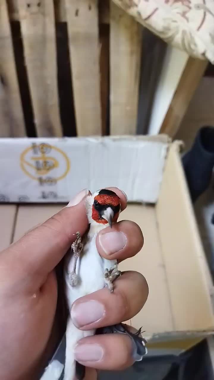 سهره عشقبازی|پرنده|خوی, |دیوار