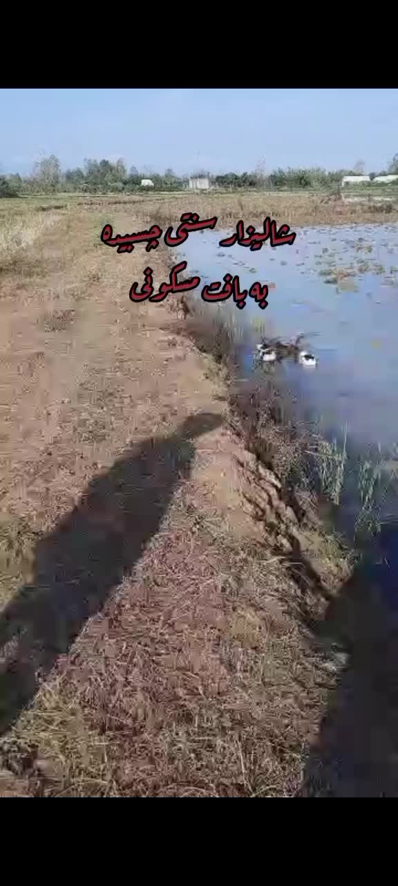 شالیزار سنتی چسبیده به مسکونی|فروش زمین و ملک کلنگی|احمدسرگوراب, |دیوار