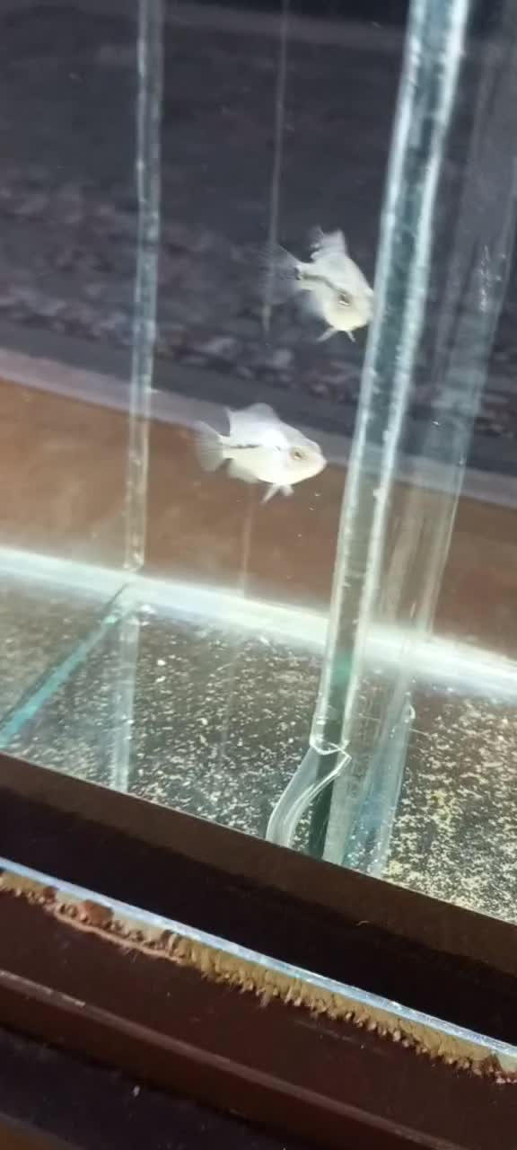 کامفا|ماهی|قم, پردیسان|دیوار