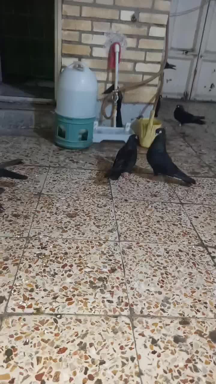 کبوتر زاغ آبادانی|پرنده|اهواز, کوی رمضان|دیوار