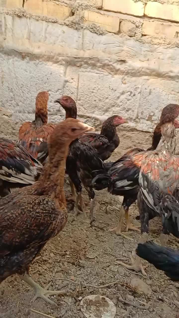 جوجه لاری|حیوانات مزرعه|پیشوا, |دیوار