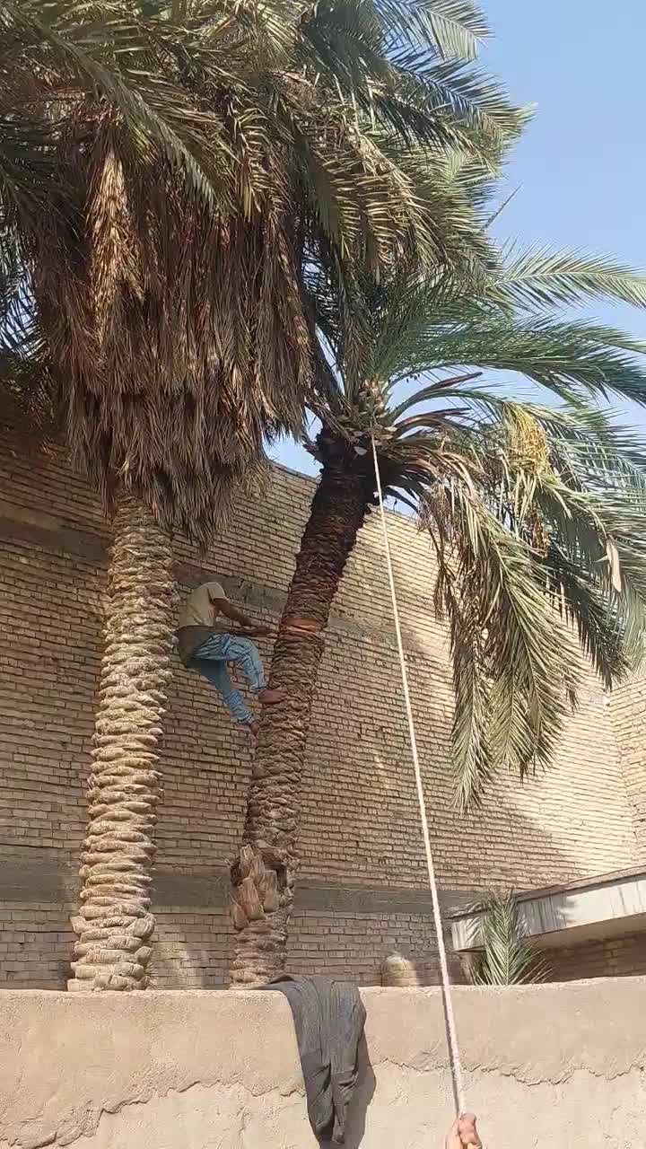 قطع نخل سمپاشی نخل هرس نخل درخت بریدن نخل تمیزنخل|خدمات باغبانی و درختکاری|اهواز, امانیه|دیوار