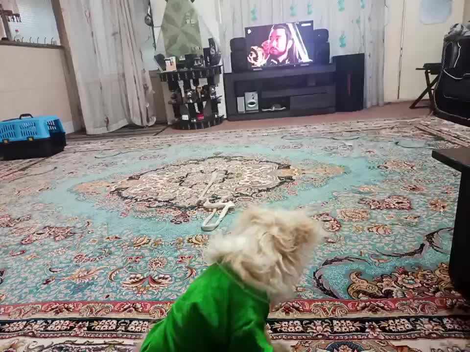 واگزاری توله شیتزوتریل۵ ماهه|سگ|قم, آذر (نکویی)|دیوار