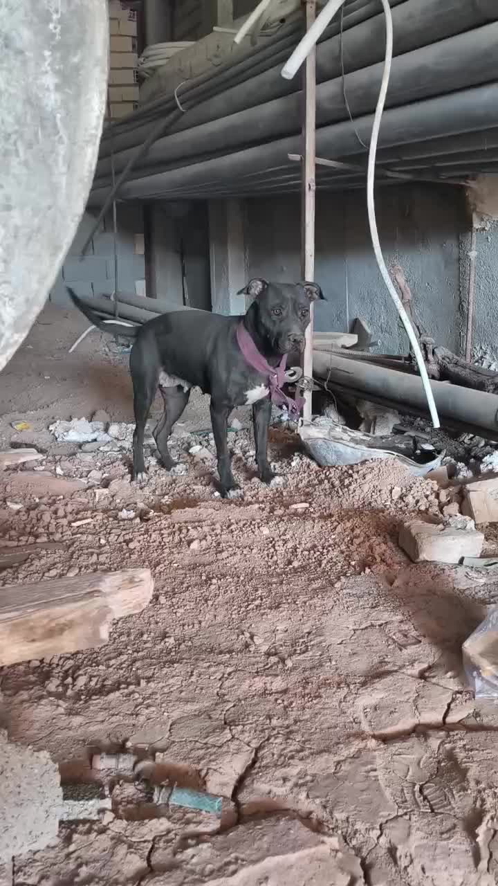 سگ میکس پیتبول کنکورسو|سگ|شیراز, تندگویان|دیوار