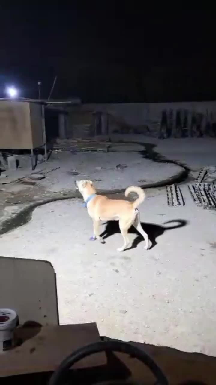 سگ سرابی پژدر سراب آلابای افغان|سگ|رباط‌کریم, نصیرشهر|دیوار