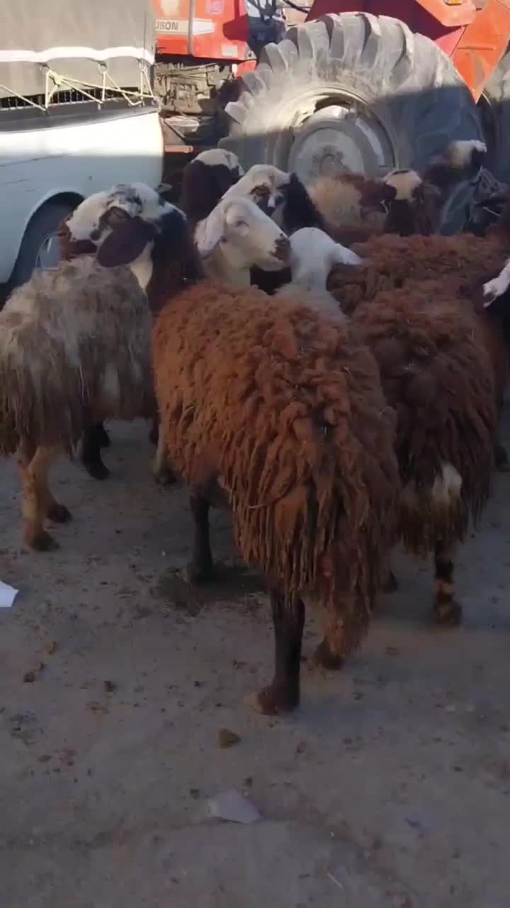 بره ماده|حیوانات مزرعه|بروجرد, |دیوار