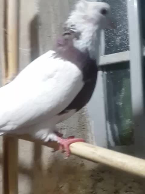 طوقی ماده جوان|پرنده|محمدیه-قزوین, |دیوار