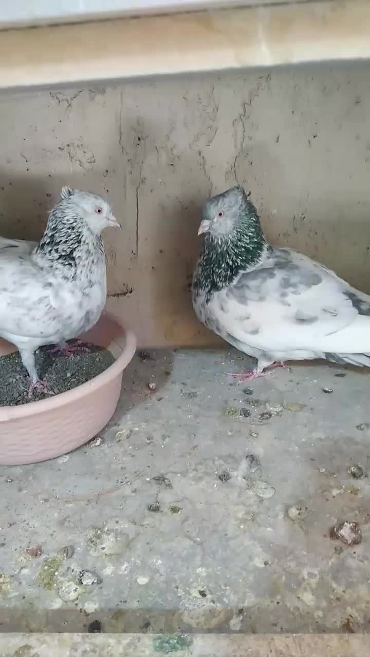 سینه ای کلایی|پرنده|راین, |دیوار