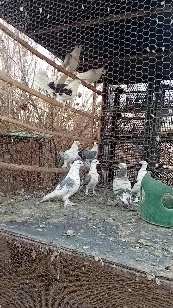 کبوتر پشتدار زینتی و دمچتری|پرنده|جوادآباد, |دیوار