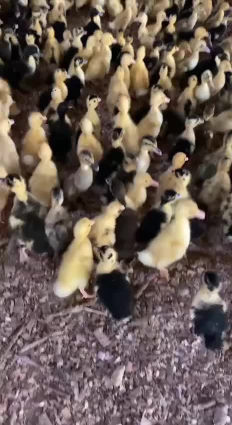 اردک پکنی|حیوانات مزرعه|خرم‌آباد, |دیوار