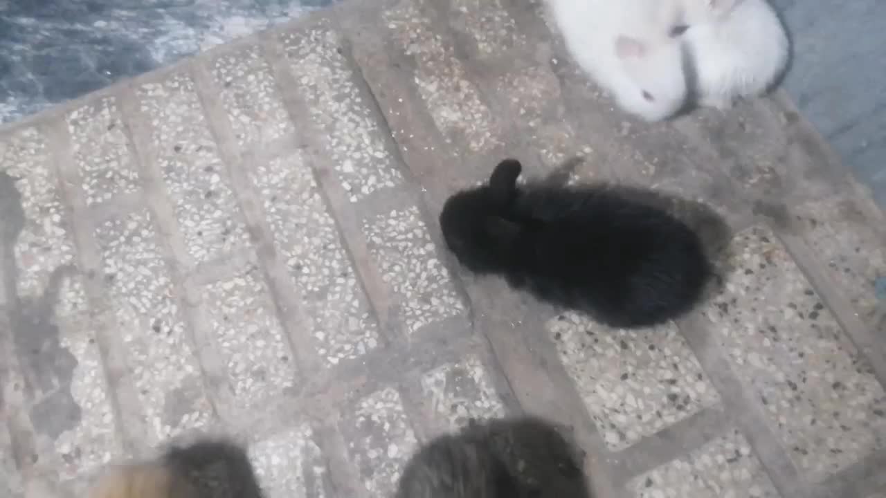 خرگوش|موش و خرگوش|مشهد, طبرسی شمالی|دیوار