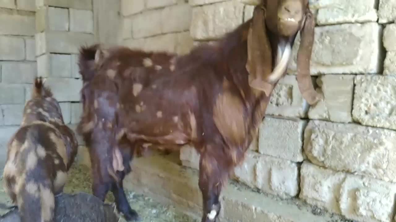 فروش بز،کهره و چبش پاکستانی|حیوانات مزرعه|قیروکارزین, |دیوار