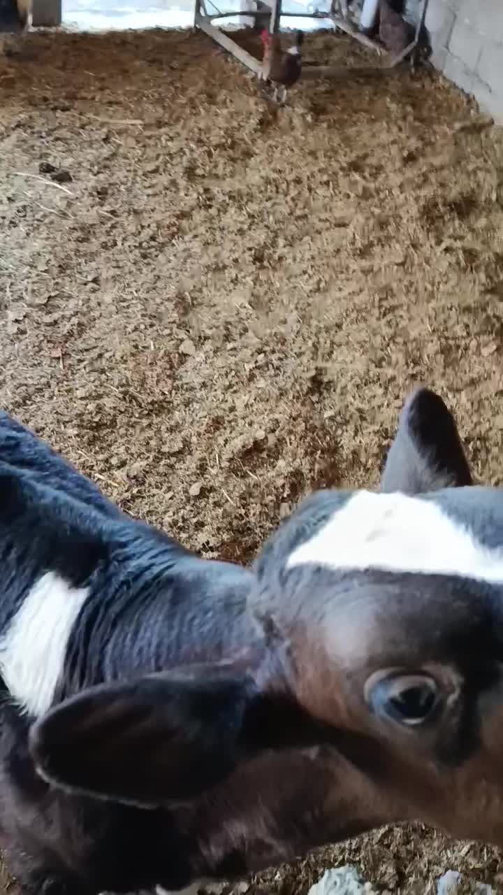 گوساله نر هلندی جنس گوشتی|حیوانات مزرعه|سیوان, |دیوار