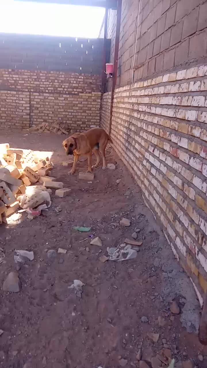 ماده افقانی جفت خورده به ضمانت گله دهن پاکی|سگ|تربت جام, معدآباد|دیوار