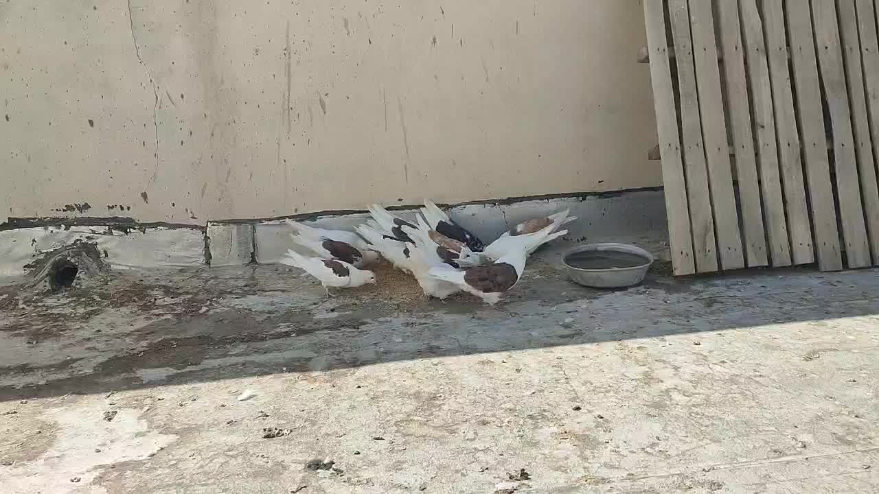 کبوتر|پرنده|شاهین‌شهر, نسیم ۵|دیوار