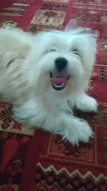 سگ عروسکی|سگ|شیراز, بعثت|دیوار