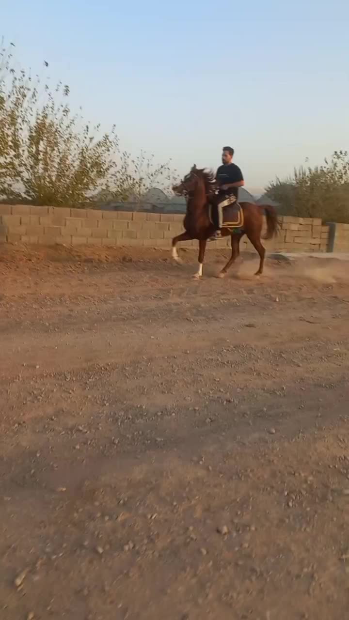 کره نریان عرب یکسر|اسب و تجهیزات اسب‌سواری|مهریز, |دیوار