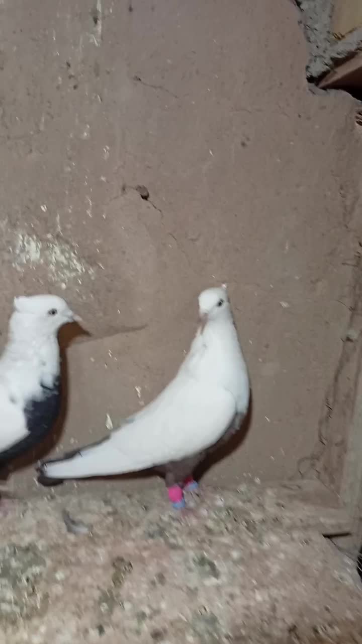 ۴ تا رنگی پرشی|پرنده|تاکستان, |دیوار