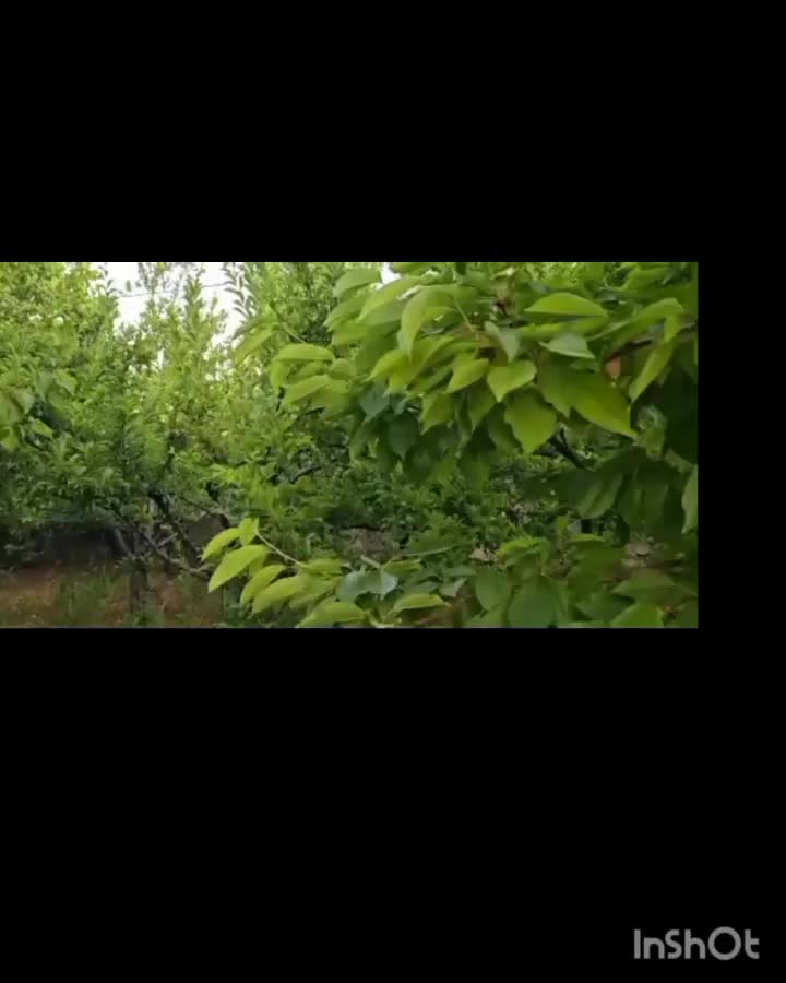 ویلا|اجارهٔ کوتاهمدت ویلا و باغ|یاسوج, |دیوار