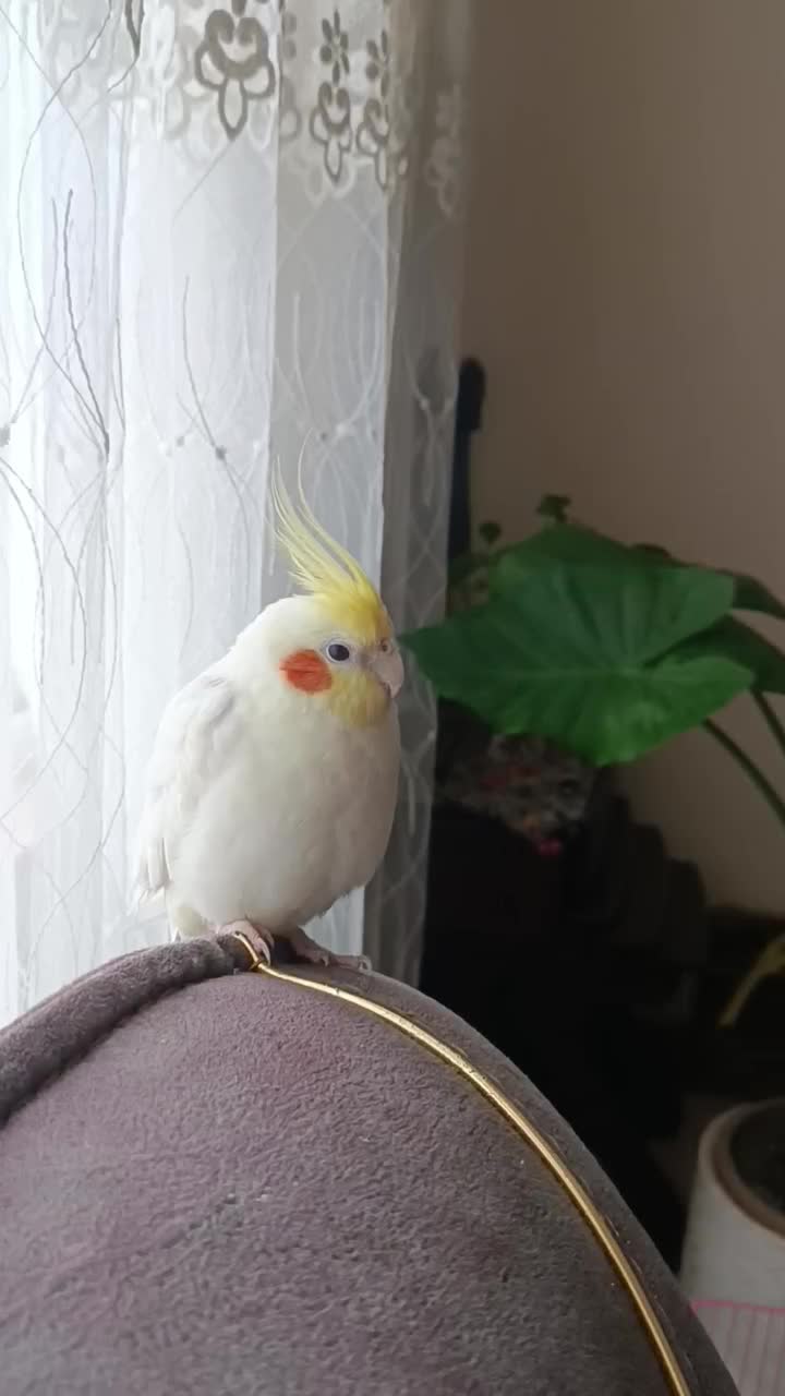 طوطی هلندی زرنگ و اهلی|پرنده|آستارا, |دیوار