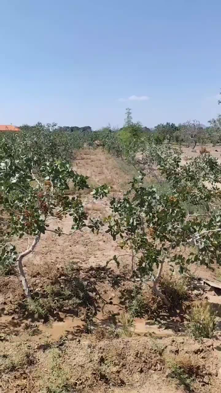 باغ پسته با یک سویت ۴۰ متری در اسلامیه|فروش دفتر صنعتی، کشاورزی، تجاری|اسلامیه, |دیوار