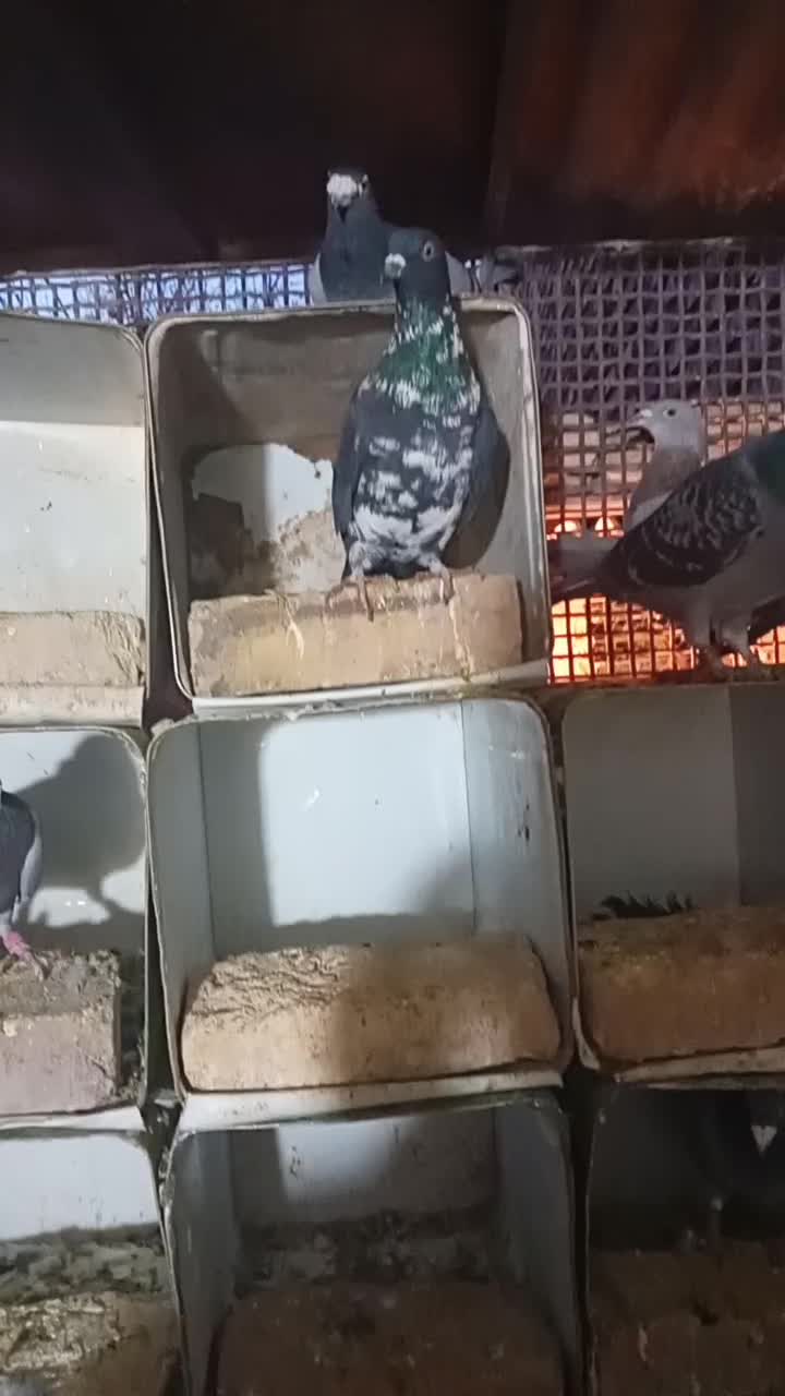 جفت آلمانی|پرنده|فردوس (خراسان), |دیوار