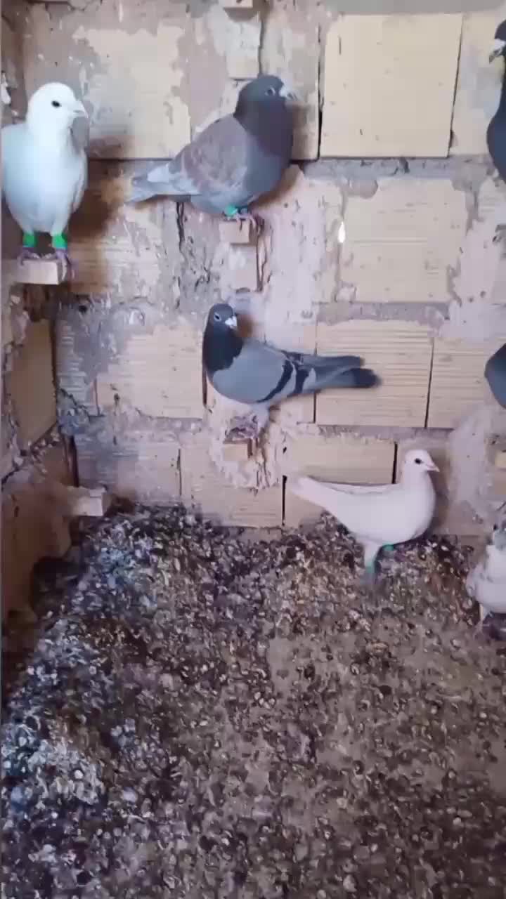 فروش کبوتر|پرنده|ابرکوه, |دیوار