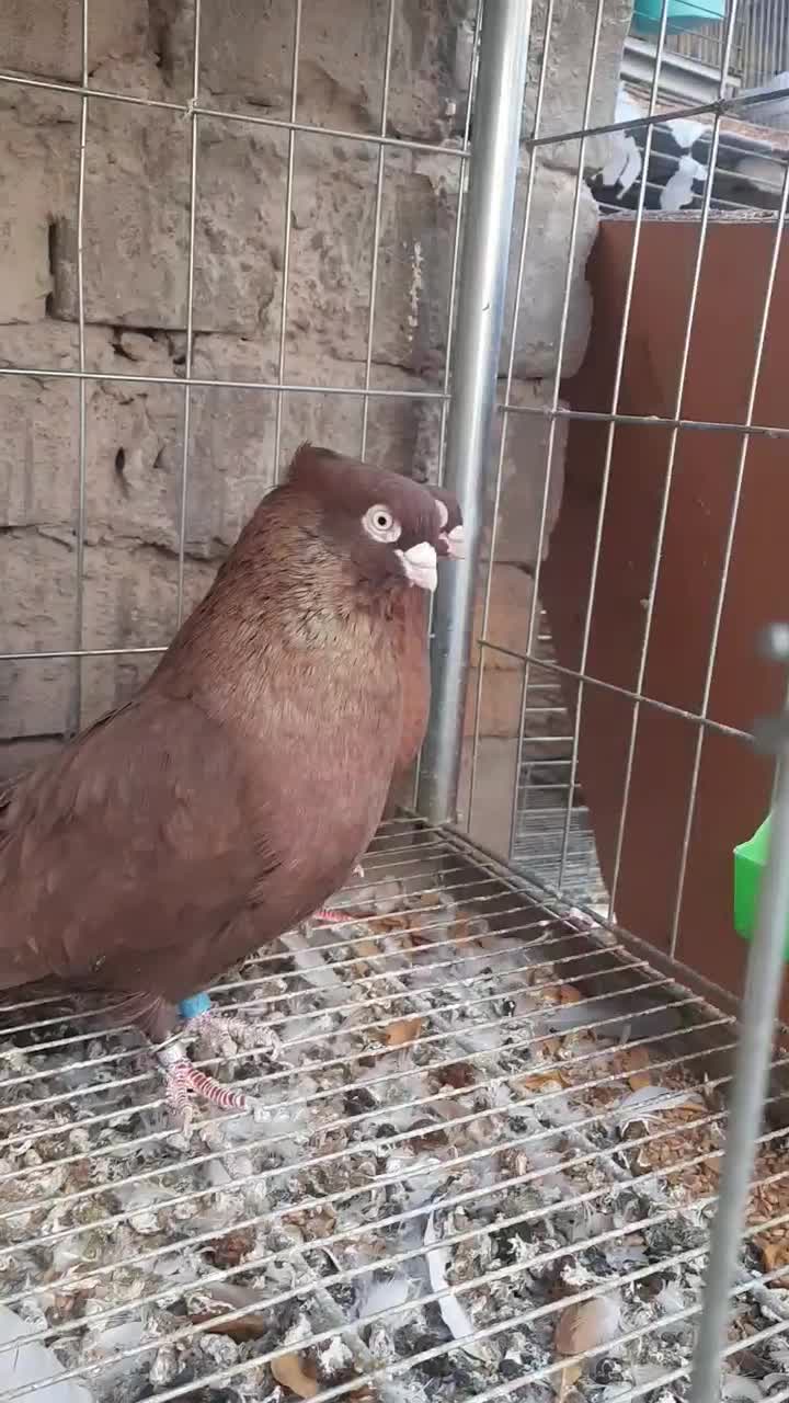 یک جف صرب|پرنده|اردکان, |دیوار