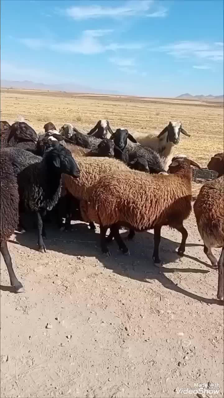 میش و شیشک درجه یک|حیوانات مزرعه|فامنین, |دیوار