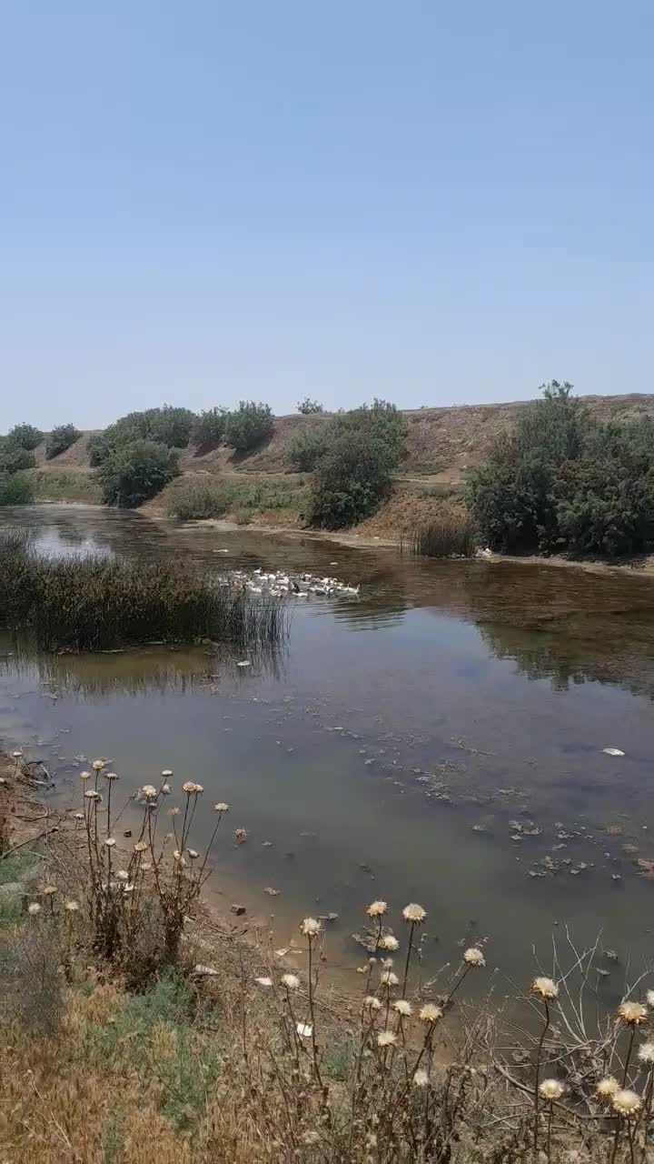 فروش غاز .مرغ .خروس .اردک خارجی|حیوانات مزرعه|بندر ترکمن, |دیوار