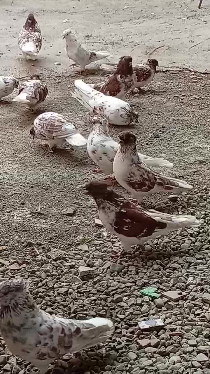 کبوتر گرگی|پرنده|آق قلا, |دیوار