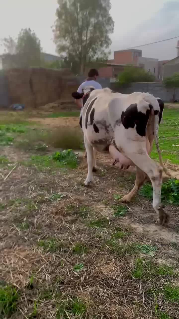 گاو هلشتاین شکم اول با گوساله مونت|حیوانات مزرعه|گرگان, |دیوار